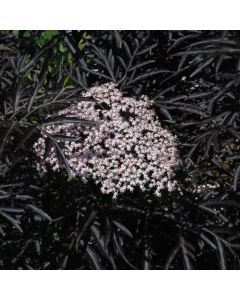 Sambucus, Elderberry 'Black Lace™'