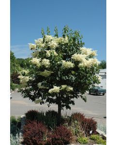 Syringa, Japanese Lilac Tree 'First Editions® Snowdance™' (Large)