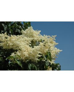 Syringa, Japanese Lilac Tree 'First Editions® Snowdance™'