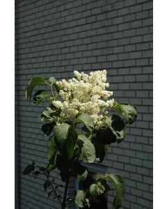 Syringa, Japanese Lilac Tree 'Snowcap™'