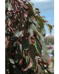 Malus, Flowering Crabapple 'First Editions® Ruby Tears™' (Large)