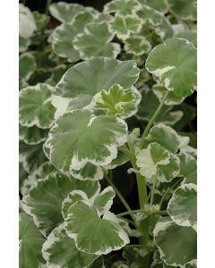 Geranium, 'Wilhelm Langguth'