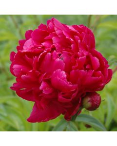 Paeonia, Peony 'Adolphe Rousseau'