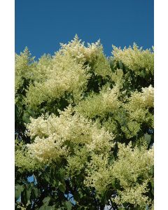 Syringa, Japanese Tree Lilac