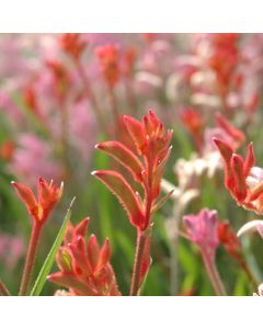 Anigozanthos 'Kangaroo Paw'