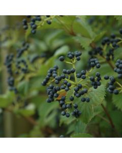 Viburnum, Arrowwood 'Red Feather®'