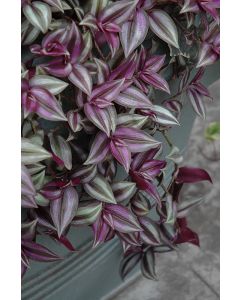 Spiderwort, Tradescantia 'Zebrina'