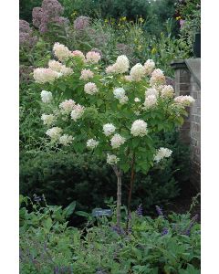 Hydrangea Tree, Panicle 'Limelight'