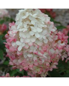 Hydrangea, Panicle 'First Editions® Vanilla Strawberry™'