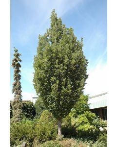 Quercus, Hybrid Oak 'Crimson Spire™' (Large)