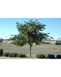 Ulmus, American Elm 'Prairie Expedition®'