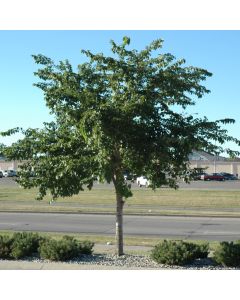 Ulmus, American Elm 'Prairie Expedition®' (Large Sizes)