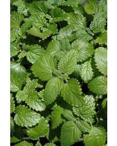 Melissa, Lemon Balm