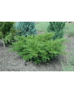 Juniperus, Chinese Juniper 'Sea Green' (Large)