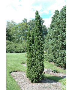 Thuja, Arborvitae 'DeGroot's Spire'