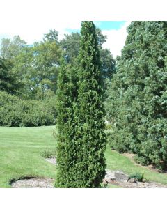 Thuja, Arborvitae 'DeGroot's Spire' (Large Sizes)