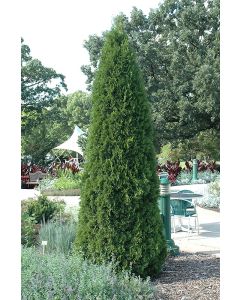 Thuja, Arborvitae 'Emerald Green' (Large)