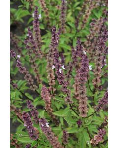 Ocimum, Basil 'Thai Basil'