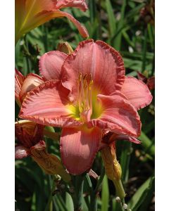 Hemerocallis, Pink Daylily 'Scottish Fantasy'