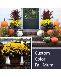 16" Custom Color Fall Mum, Fall Front Door Package