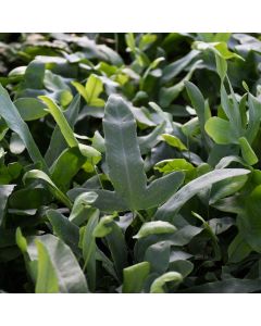 Phlebodium Aureum 'Bluestar Fern'