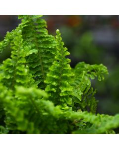 Nephrolepis Exaltata 'Fluffy Ruffles Fern'