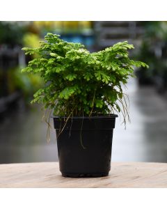 Selaginella, Spikemoss 'Frosty Fern'