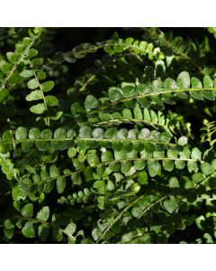 Nephrolepis Cordifolia 'Lemon Button Fern'