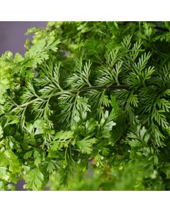 Asplenium Bulbiferum 'Mother Fern'