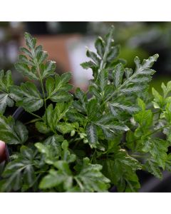 Pteris Ensiformis 'Silver Lace Fern'