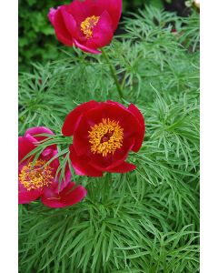 Paeonia, Fernleaf Peony 'Rubra Flora Plena'