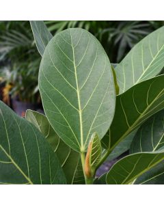 Ficus Benghalensis 'Audrey'