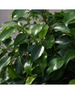 Ficus Benjamina, Single Trunk