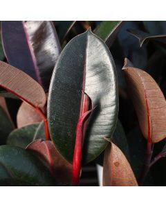 Ficus Elastica 'Abidjan'