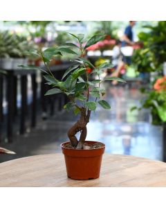 Ficus Ginseng