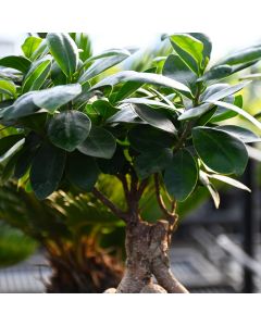 Ficus Ginseng