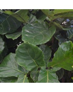 Ficus Lyrata 'Fiddle Leaf Fig'