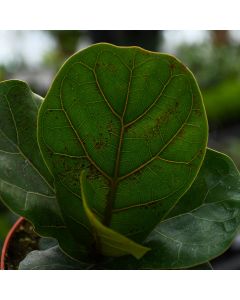 Ficus Lyrata 'Compacta'