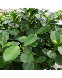 Ficus Microcarpa 'Moclame' Single Trunk