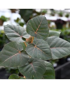 Ficus Petiolaris