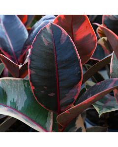 Ficus Elastica 'Belize'