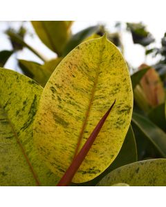 Ficus Elastica 'Shiveriana'