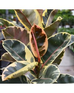 Ficus Elastica 'Tineke'