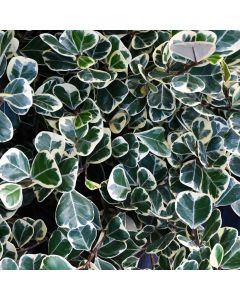 Ficus Triangularis 'Variegata'