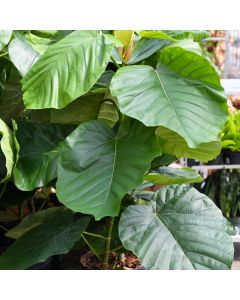 Ficus Umbellata