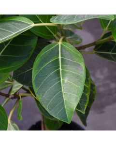 Ficus Altissima 'Yellow Gem' Single Trunk