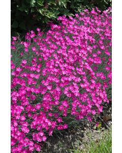 Dianthus, Cheddar Pinks 'Firewitch'