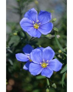 Linum, Perennial Flax 'Blue Sapphire'