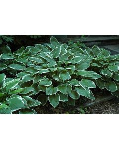 Hosta, White-Green Leaf 'Francee'