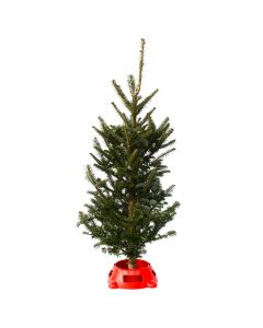 Table Top Tree 'Fraser Fir' with Stand